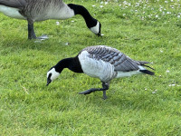 Fairlop Waters Country Park