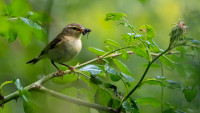 Fowlmere Nature Reserve RSPB