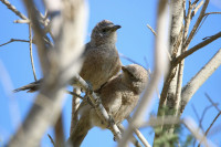 Ein Ardon in the Ramon Crater