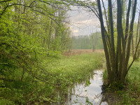 Schwebheimer Wald