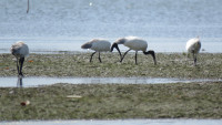 Negombo Lagoon