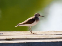 Salina di Cervia