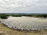 Park End Moss Wetland Hide