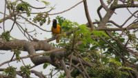 Nilaveli Fields and Forest Walk