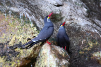 Reserva Nacional Islas Ballestas