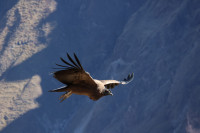 Colca Canyon - Mirador Cruz del Condor