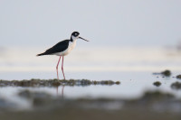 Salton Sea - Young Rd (West end)