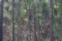 Wekiwa Springs State Park