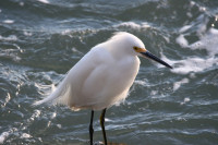 Sebastian Inlet State Park