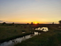 Bissendorfer Moor