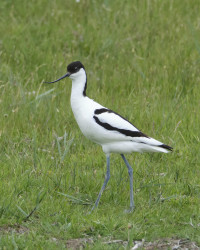 Borkum