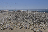 Lamberts Bay - Bird Island Nature Reserve