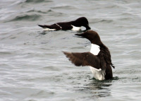 Craigleith Island