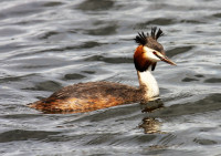 Linlithgow Loch