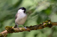 Gattiker- und Waldweiher