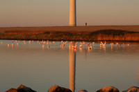 Flamingos Grevelingenmeer