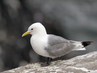 Nykvåg Kittiwake Site