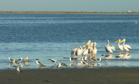 Walvis Bay Lagoon