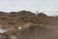 Pointe du Croisic