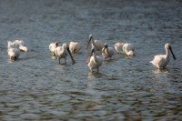 Marais de Suscinio