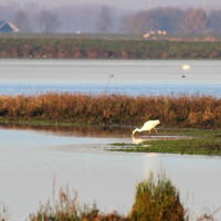 APL-polder