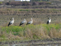 RN Estuário do Sado - Possanco