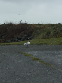 Arklow Duck Pond