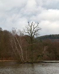 Thiergartenweiher