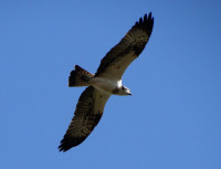 Balgavies Loch Nature Reserve