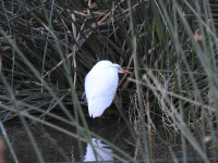 Henderson Bird Viewing Preserve