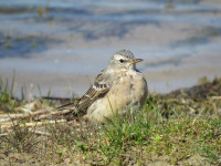 Sandwich Bay Bird Observatory