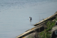 Danube River South of Bratislava