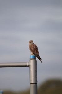 Queen Elizabeth Olympic Park