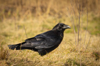 RSPB Marazion Marsh and Longrock Pool