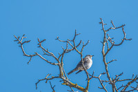 Streuobstwiesen Niedermirsberg