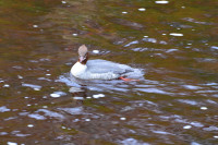 Water of Leith