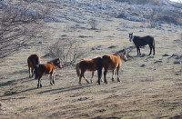 Sićevo Gorge Nature Park