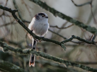 Zone Humide de Léaucourt