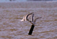 Pointe Saint-Clément