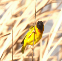 Parque Ambiental de Vilamoura
