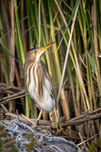 Świętokrzyska Reservoirs