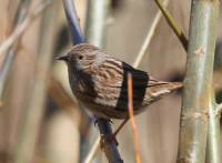 Debeli Lug and Todorova Reka