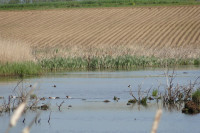 Łabędzie Rozlewisko