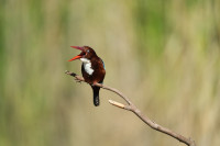 Rosh Tzippor - Birdwatching Center