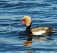 Lagunas de Campotéjar
