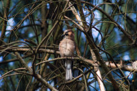 Skórzec Pine Forest
