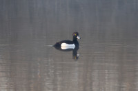 Standdaarbuitense Bos