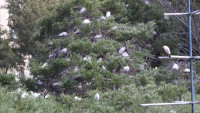Cattle Egret Breeding Colony in Arrecife