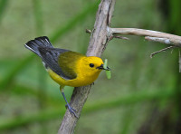 Bluebonnet Swamp Nature Center