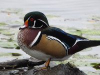 Burnaby Lake Regional Park
